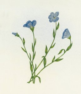 Narrow-Leaved Pale Flax by English School
